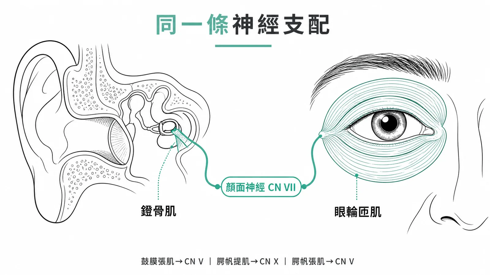 鐙骨肌與眼輪匝肌皆由顏面神經CN VII支配