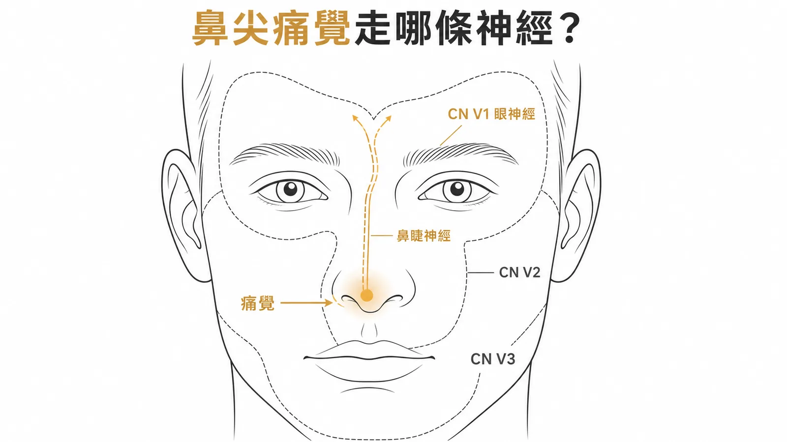 鼻尖痛覺由眼神經CN V1的鼻睫神經傳遞