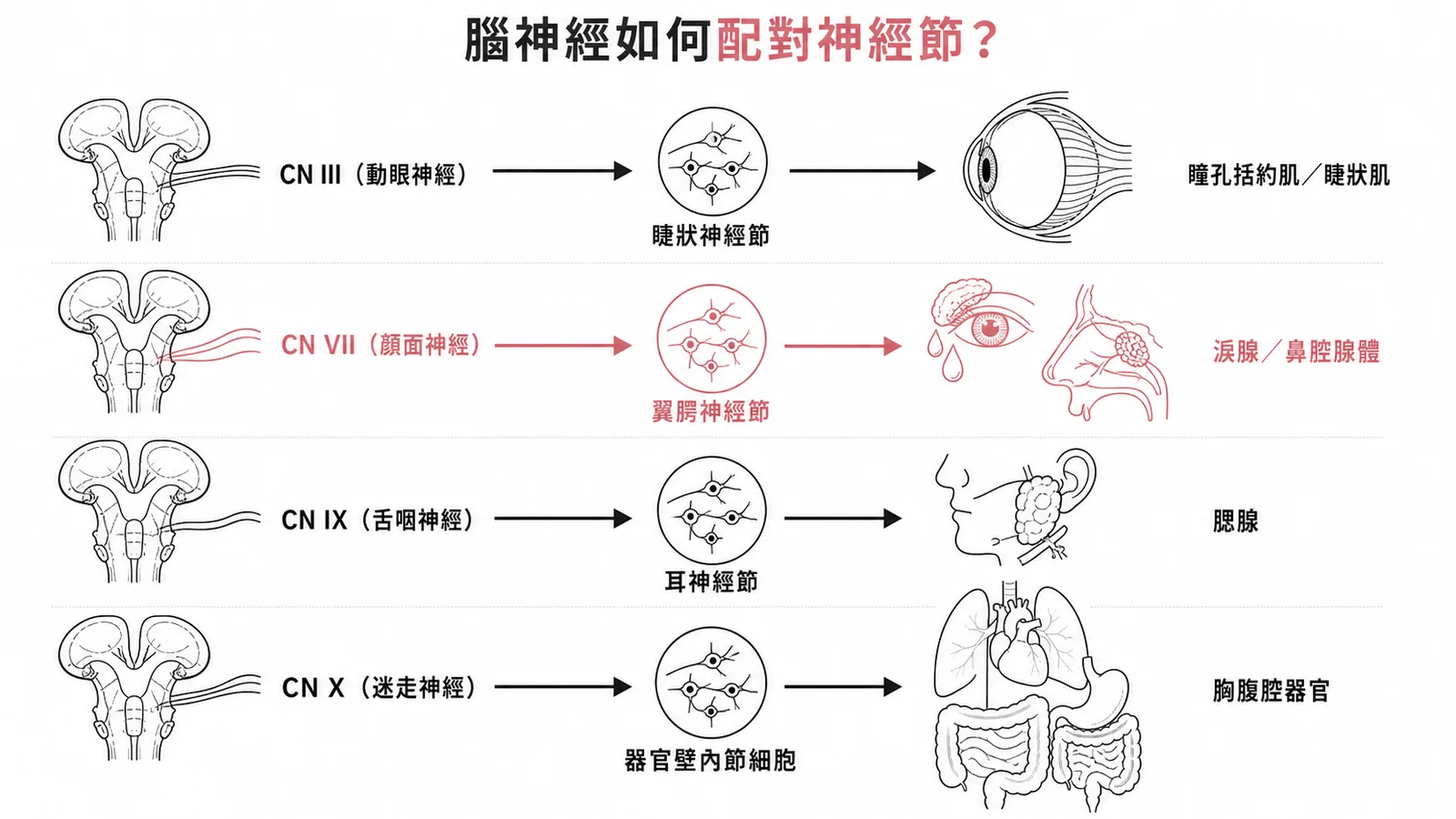 腦神經與副交感神經節配對:CN VII對應翼腭神經節