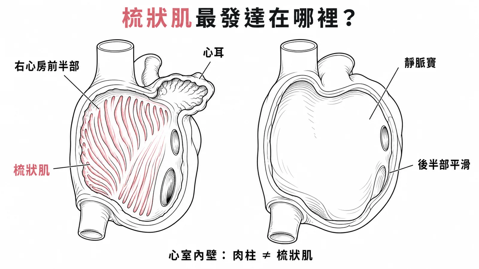 梳狀肌最發達在右心房前半部與心耳