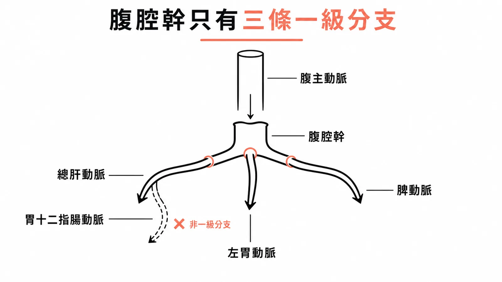 腹腔幹三條一級分支示意圖，胃十二指腸動脈為總肝動脈的二級分支