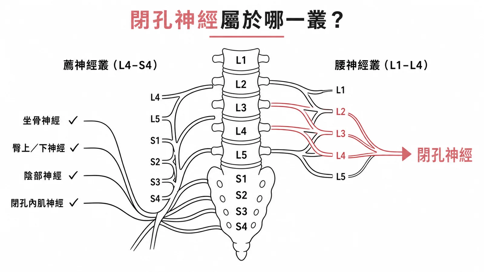 閉孔神經屬於腰神經叢而非薦神經叢的歸屬對照