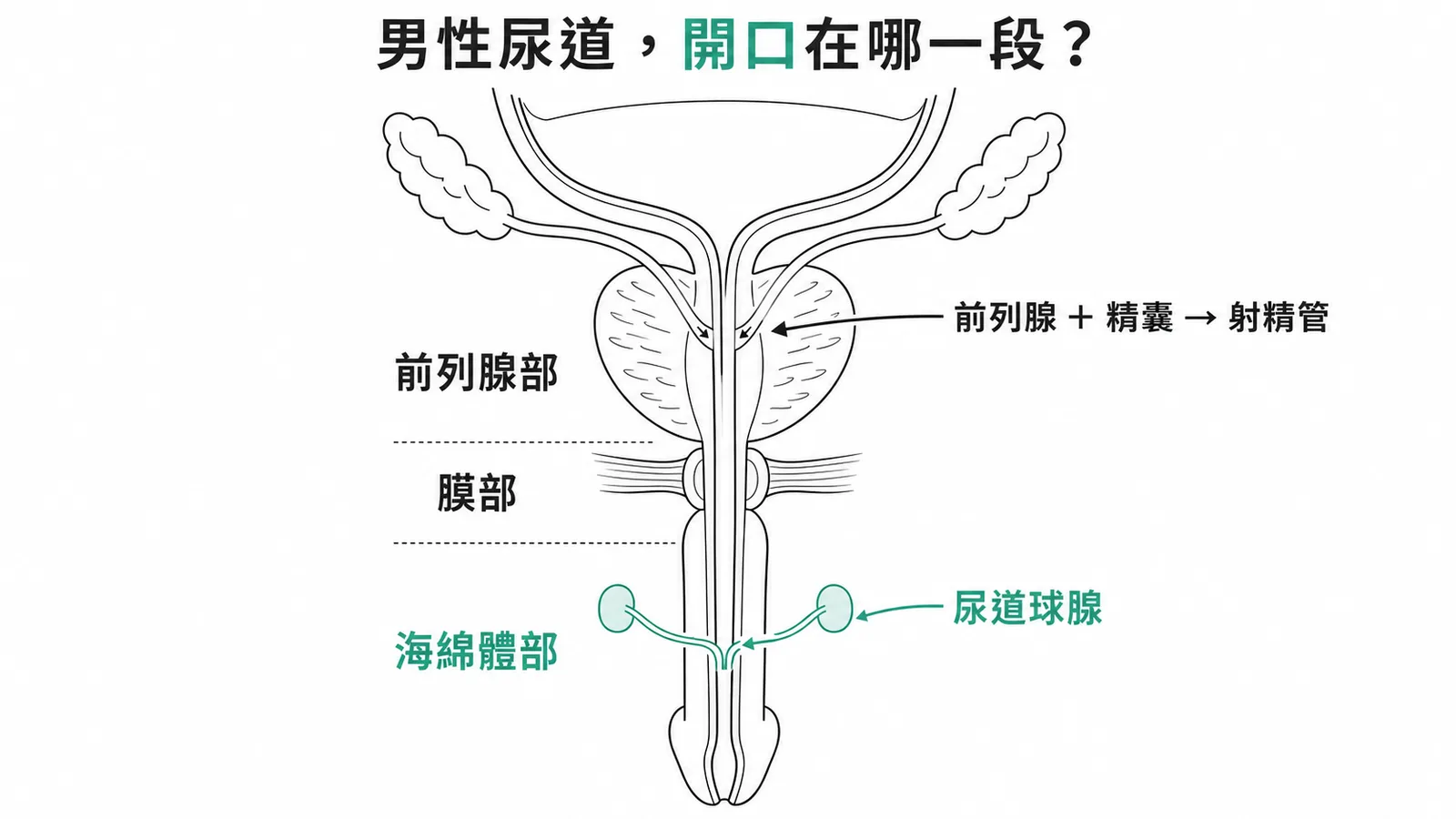 男性尿道三段與各腺體開口位置示意