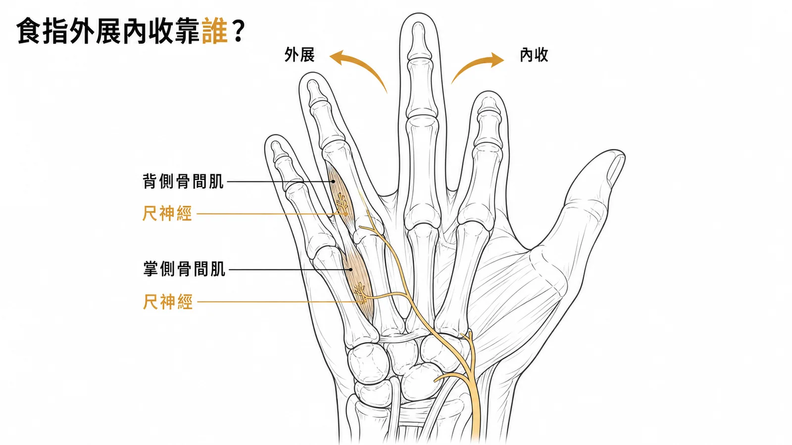 食指外展內收由尺神經支配的骨間肌負責