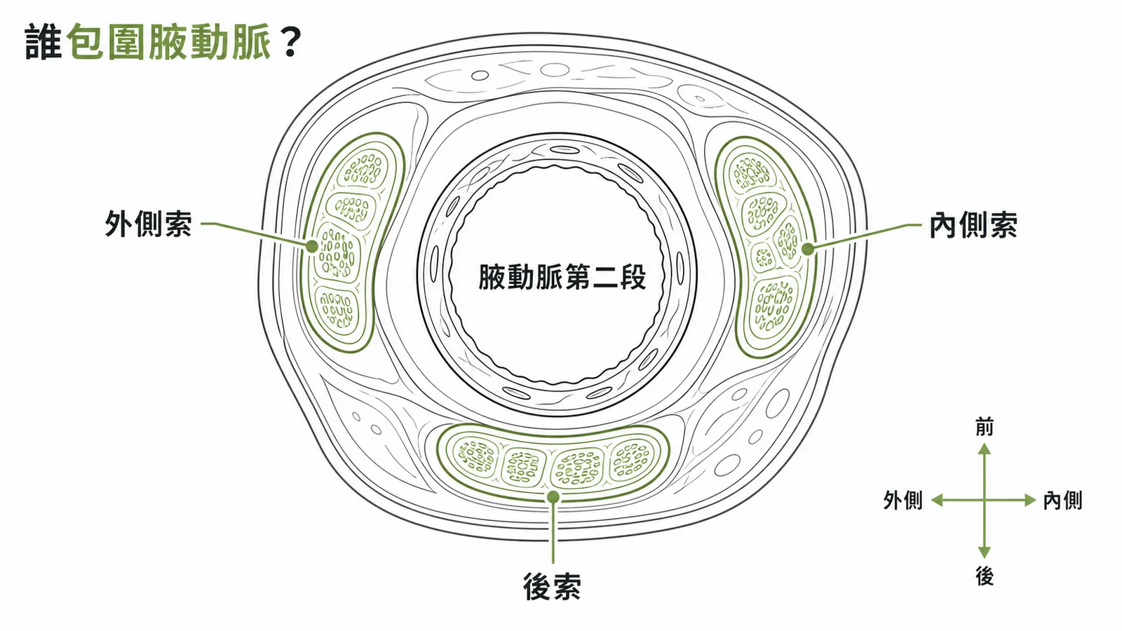 三條神經索包圍腋動脈第二段的橫斷面示意