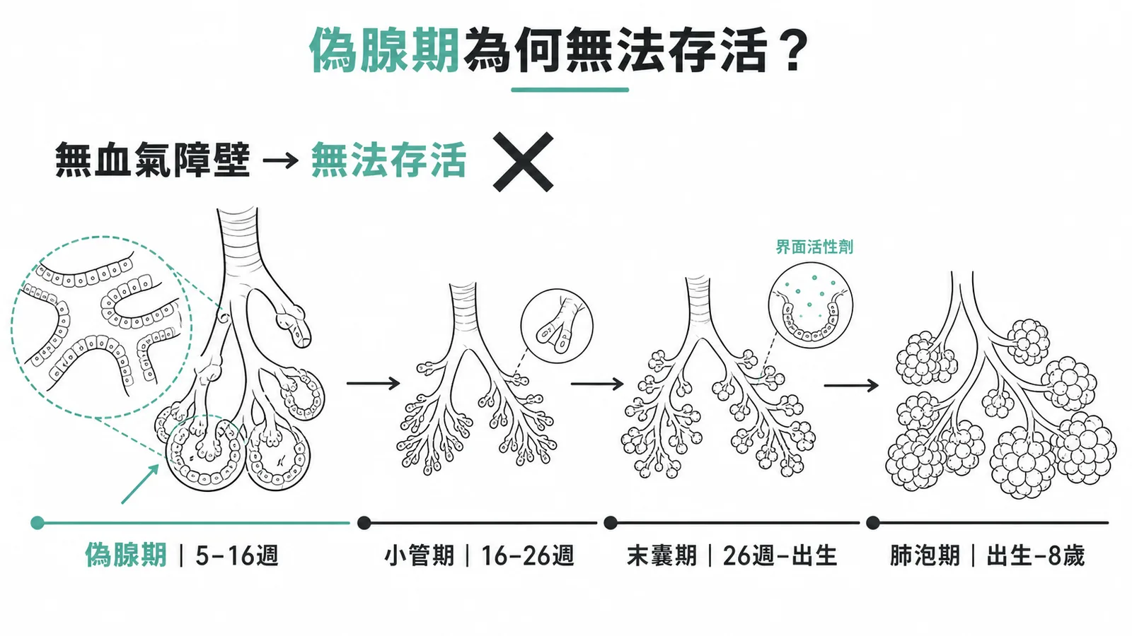 胎兒肺臟發育四期:偽腺期無血氣障壁無法存活