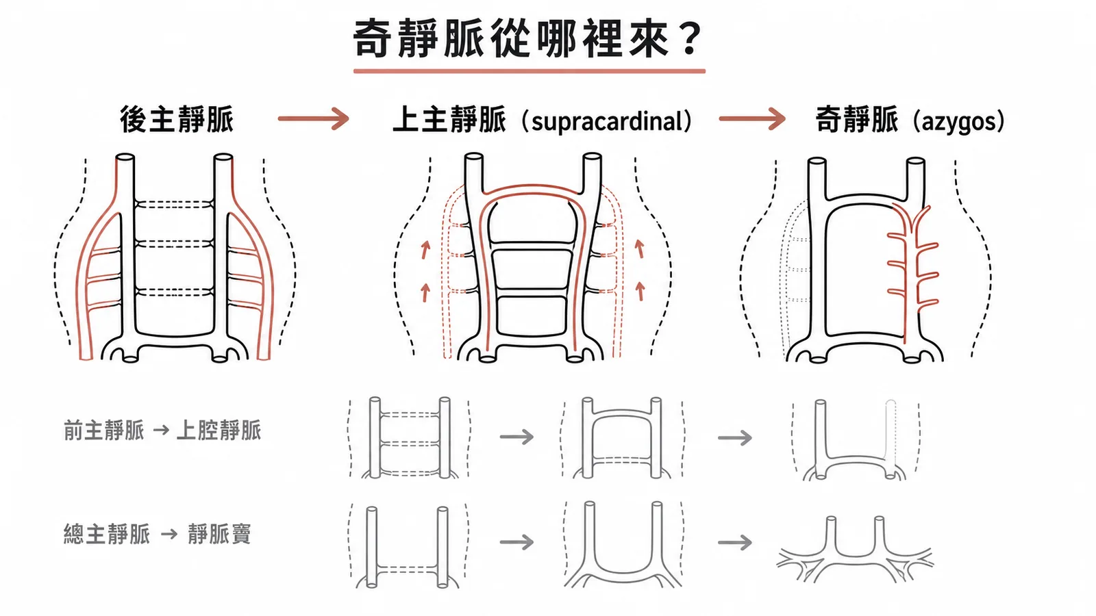 奇靜脈胚胎來源:後主靜脈經上主靜脈重塑為奇靜脈