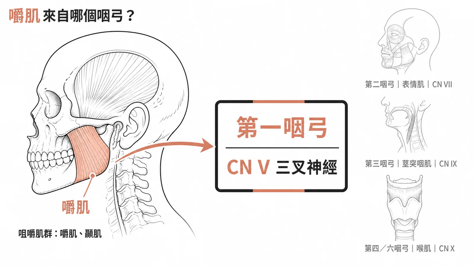 咽弓衍生肌肉對照:嚼肌源自第一咽弓,受三叉神經CN V支配