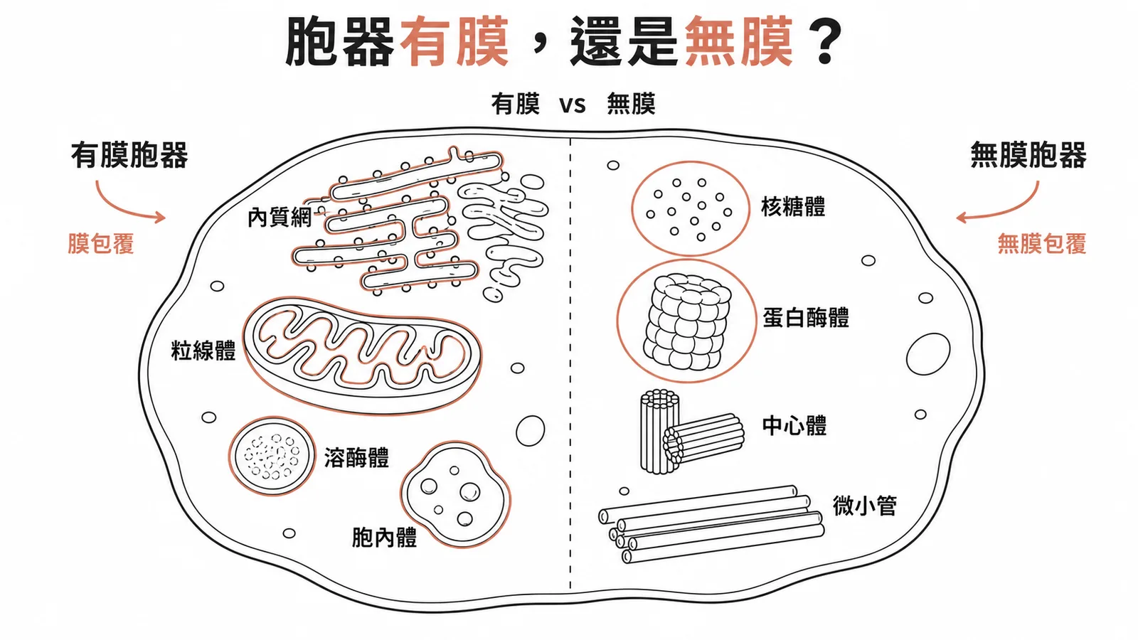 有膜vs無膜胞器分類:核糖體與蛋白酶體為無膜胞器