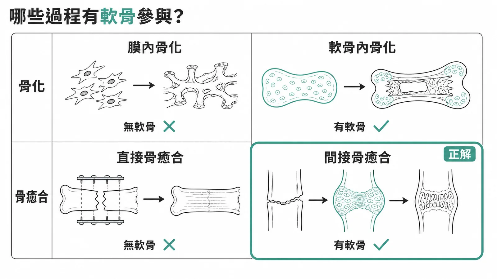 骨化與骨癒合四種過程:間接骨癒合有軟骨痂參與