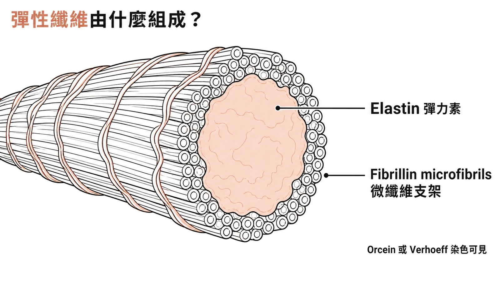 彈性纖維結構:elastin無定形核心加fibrillin microfibrils微纖維支架