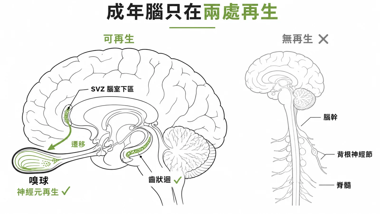 成年大腦神經元再生：SVZ幹細胞遷移至嗅球，齒狀迴也可再生