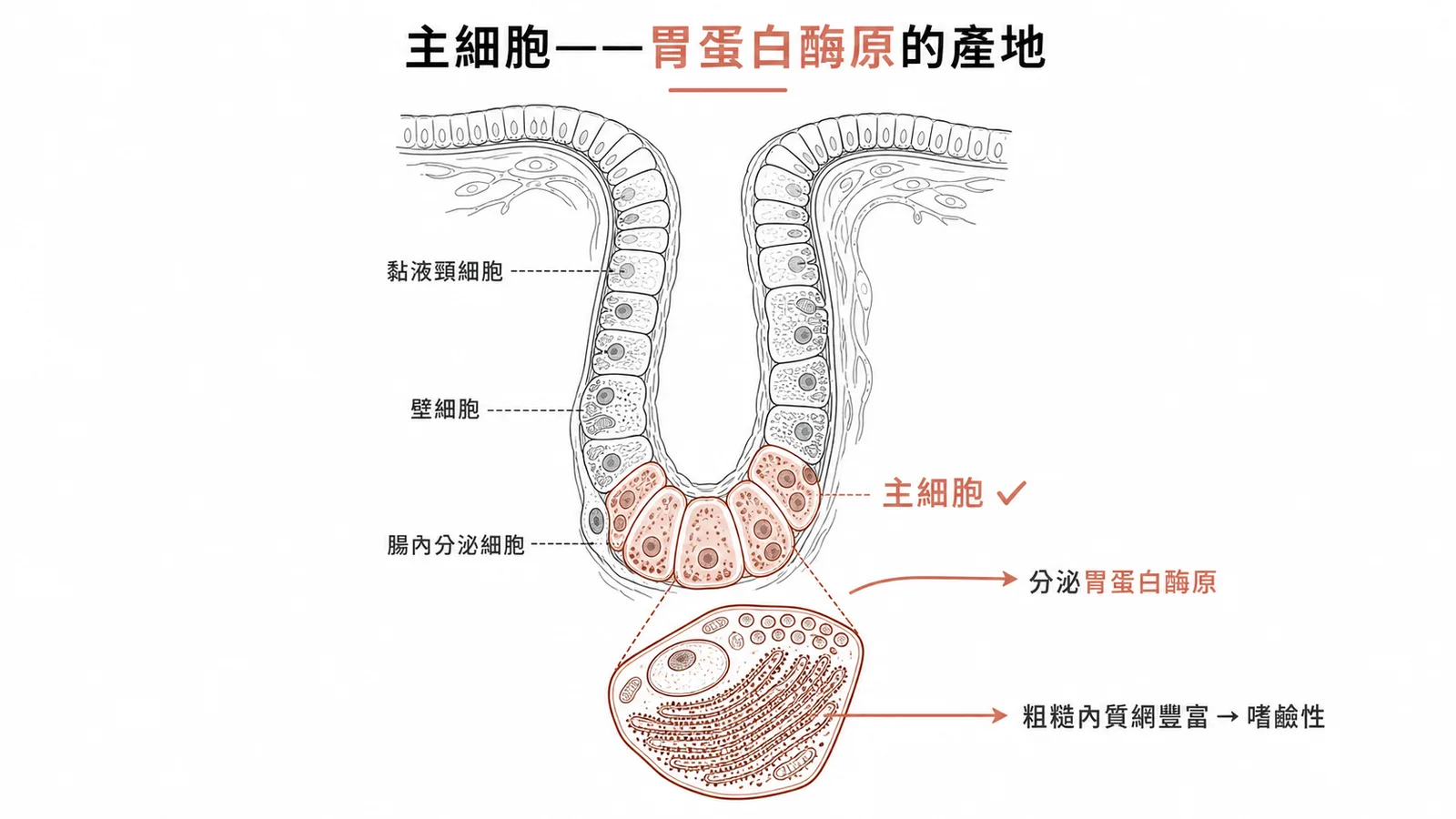 胃腺主細胞位於腺底部，分泌胃蛋白酶原，因粗糙內質網豐富而呈嗜鹼性