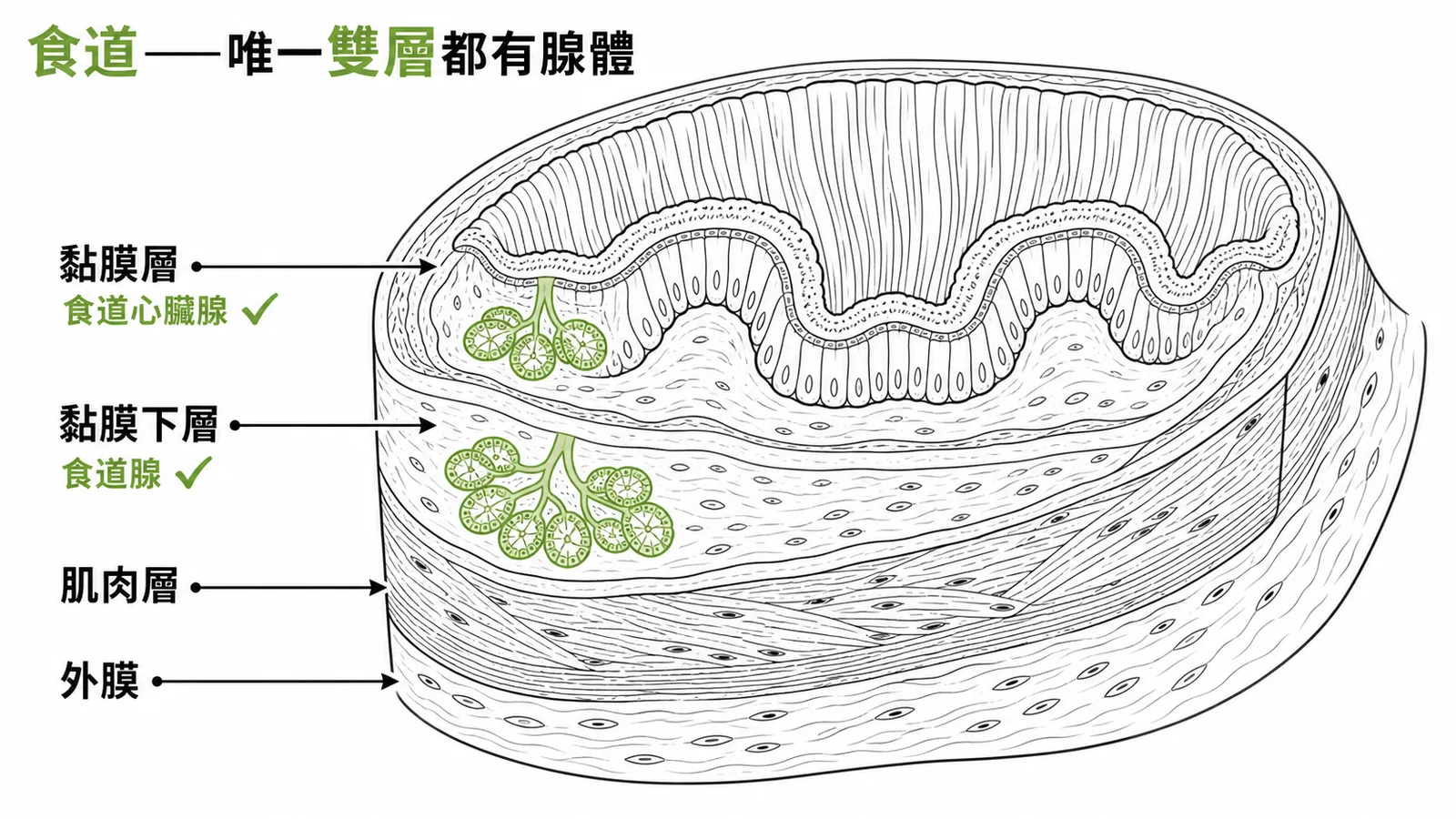 食道管壁剖面：黏膜層有食道心臟腺、黏膜下層有食道腺，唯一雙層皆有腺體的消化道