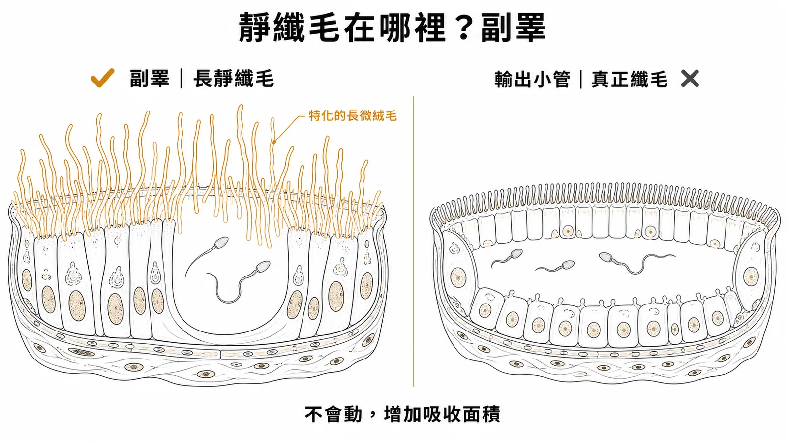 副睪上皮的長靜纖毛與輸出小管真正纖毛的對比，靜纖毛是特化微絨毛、不會動、增加吸收面積