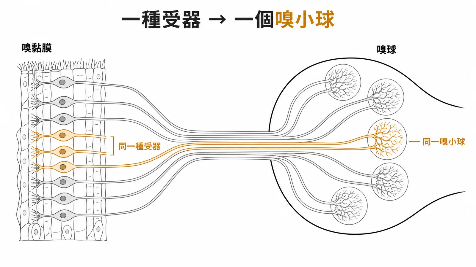 嗅覺專一性匯聚:表達同一種受器的嗅覺神經元軸突匯聚至同一個嗅小球