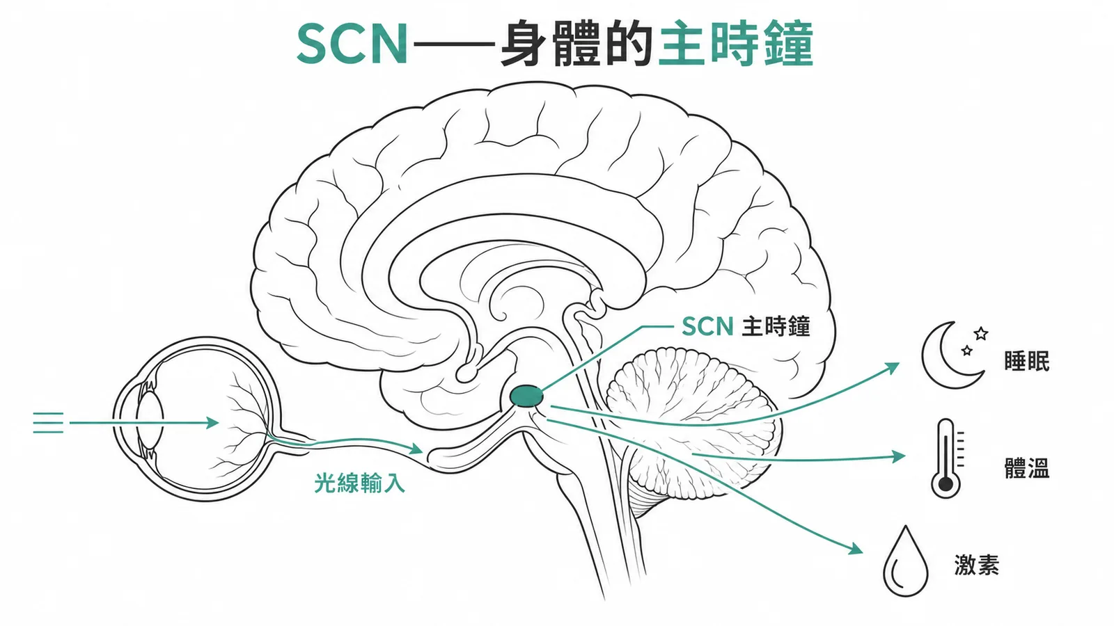 視交叉上核SCN是身體主時鐘,接收光線輸入後調控睡眠、體溫、激素分泌