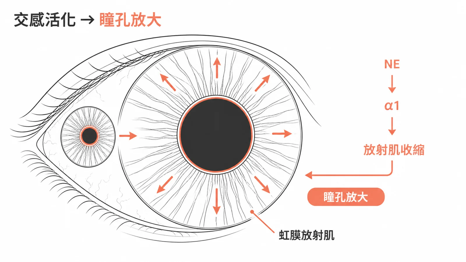 交感神經活化時正腎上腺素作用於虹膜放射肌α1受器,使放射肌收縮、瞳孔放大