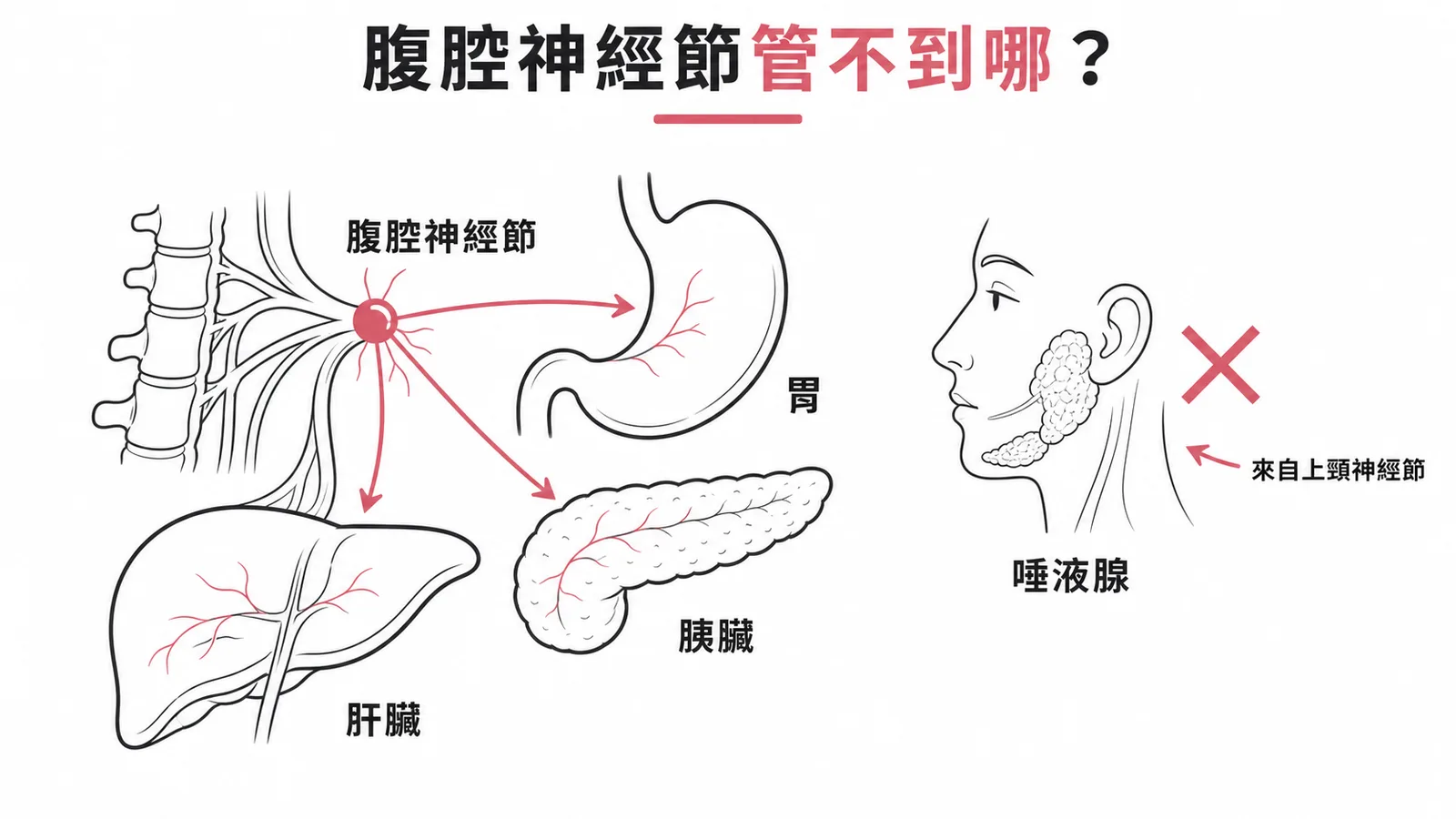 腹腔神經節支配腹腔器官但唾液腺由上頸神經節支配