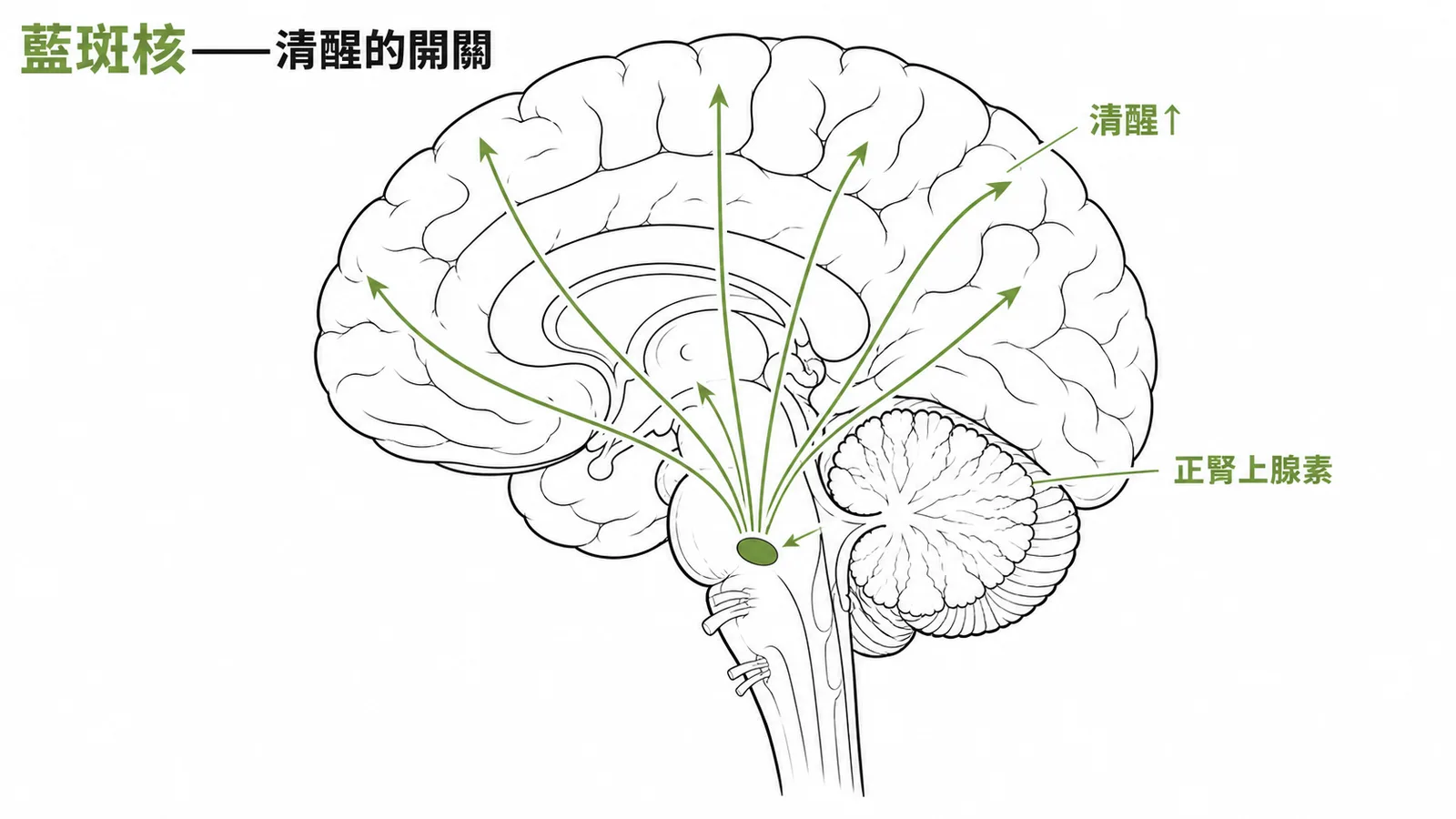 藍斑核位於腦幹是正腎上腺素主要來源向皮質廣泛投射維持清醒