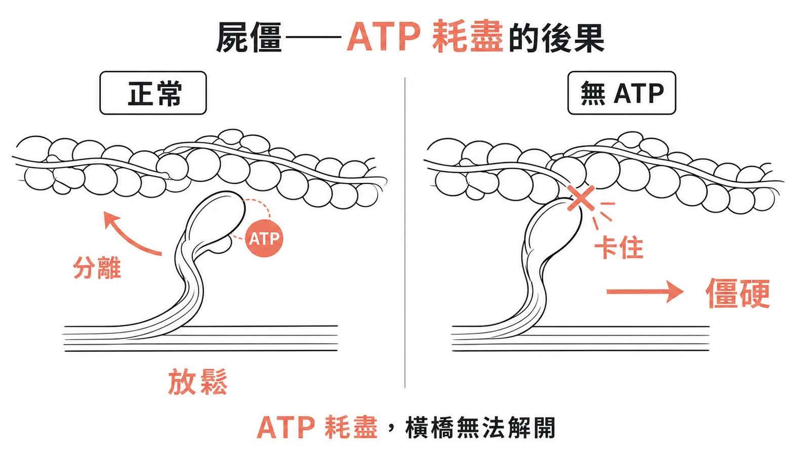 ATP耗盡後肌凝蛋白無法從肌動蛋白分離導致屍僵