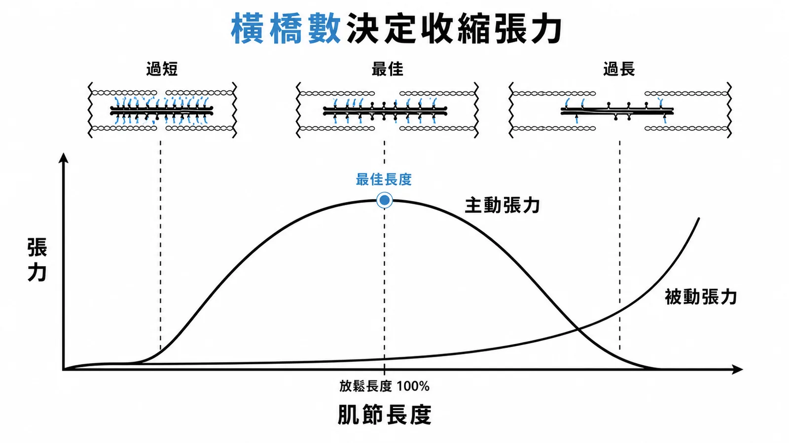 肌節長度張力曲線橫橋數量決定主動張力大小