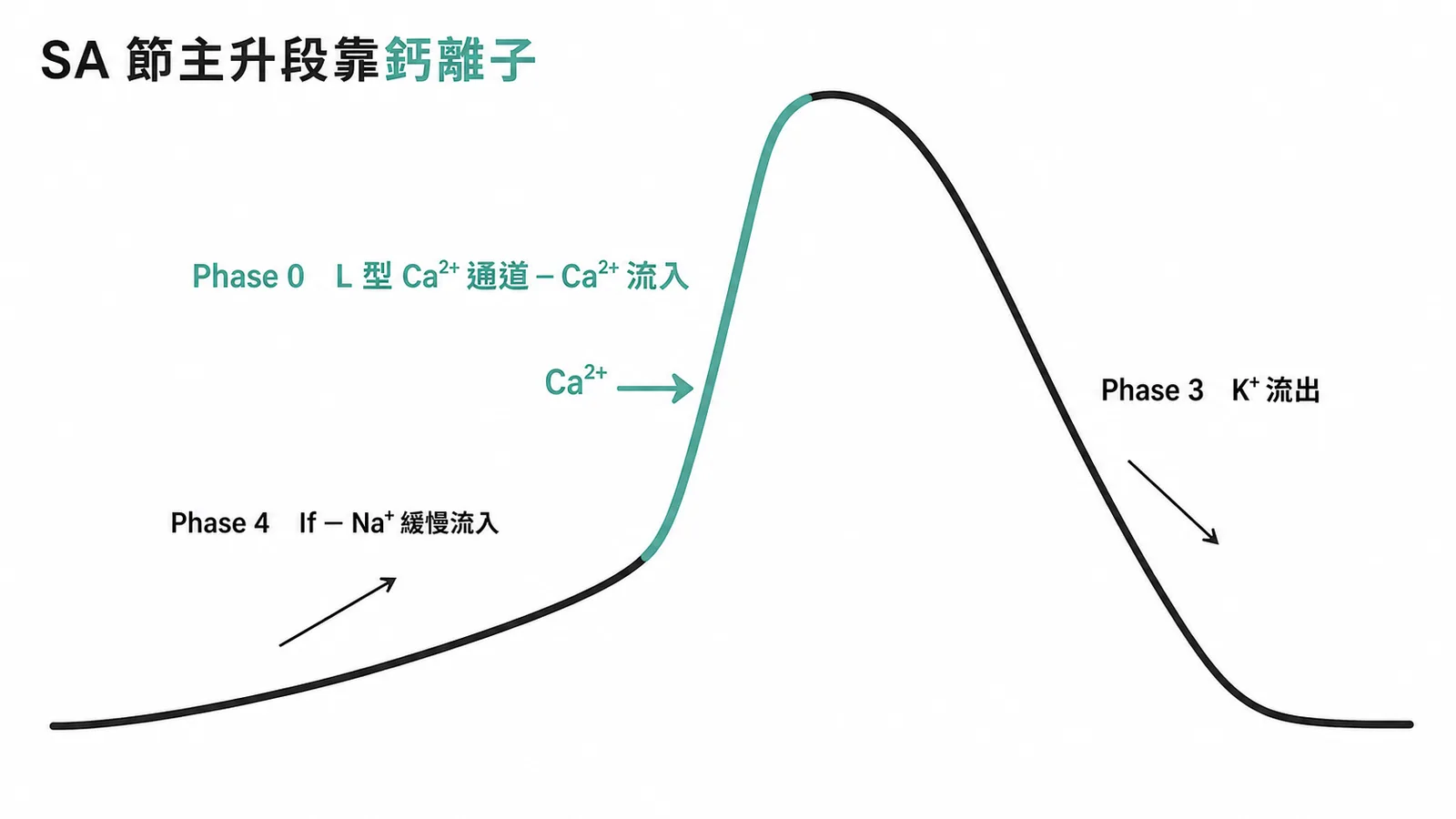 SA節動作電位主升段由L型鈣離子通道Ca2+流入驅動