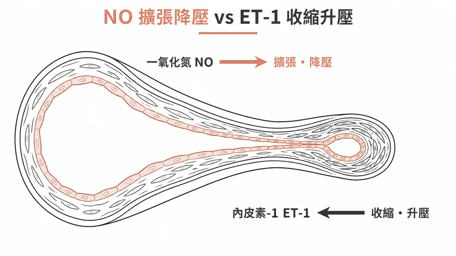 NO 促進血管擴張降壓,ET-1 促進血管收縮升壓的對比示意圖