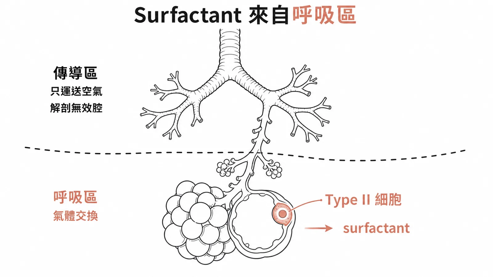 傳導區與呼吸區分界示意,Surfactant由呼吸區Type II肺泡細胞分泌