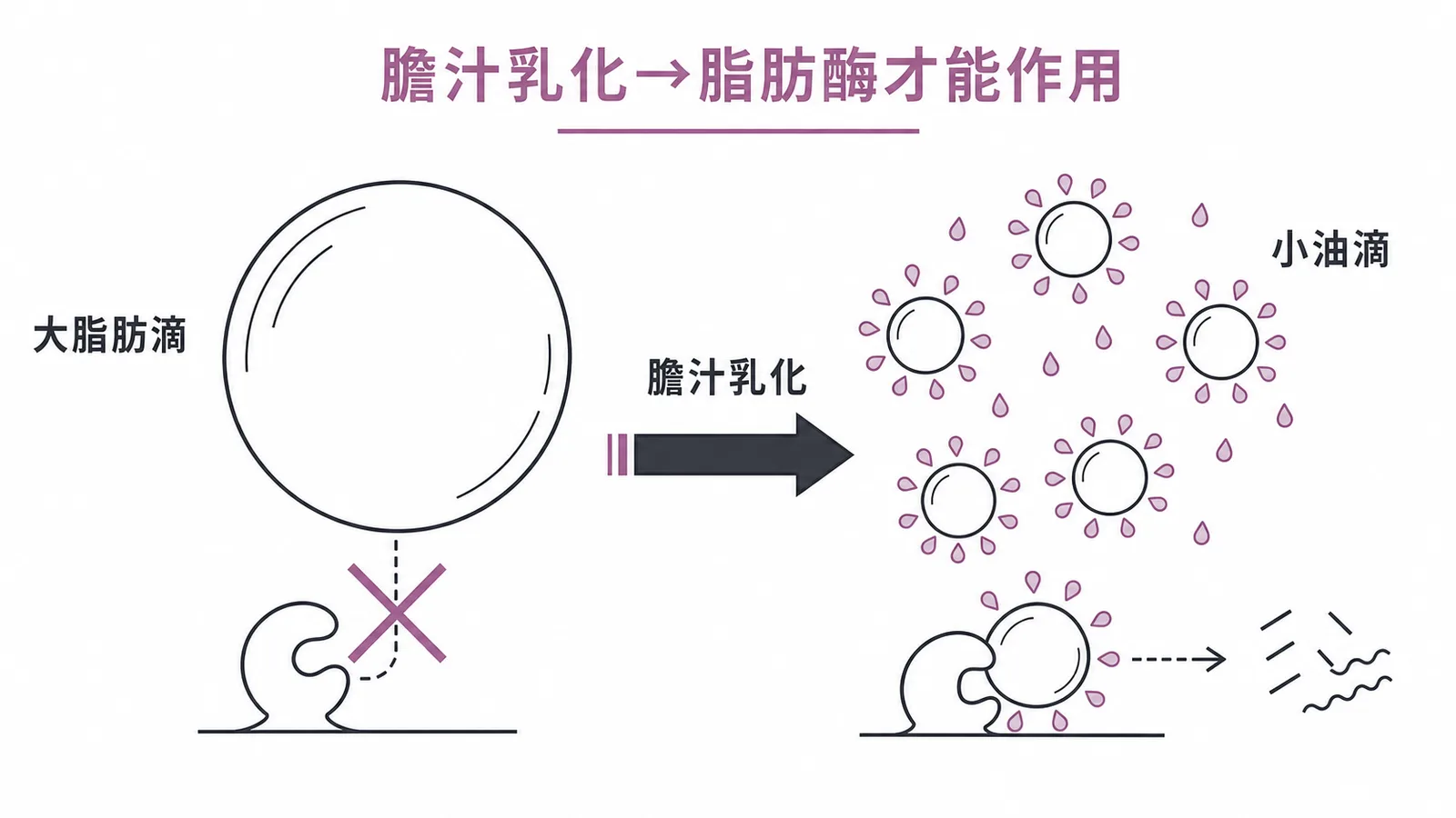 膽汁乳化大脂肪滴為小油滴後胰臟脂肪酶才能有效分解脂肪