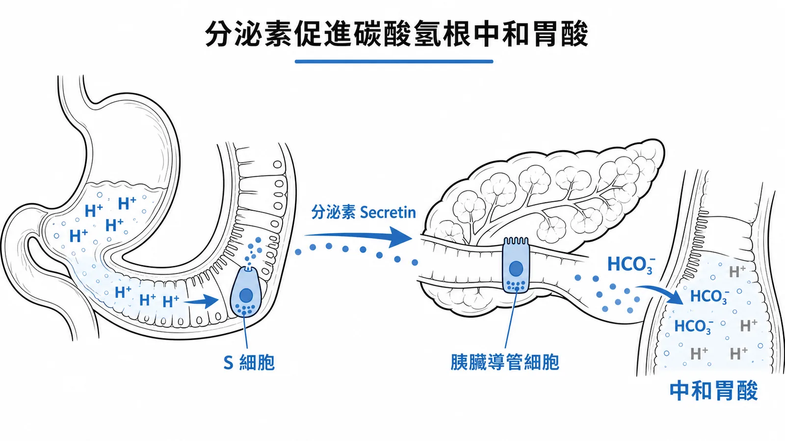 分泌素由十二指腸S細胞釋放，促使胰臟導管細胞分泌碳酸氫根中和胃酸