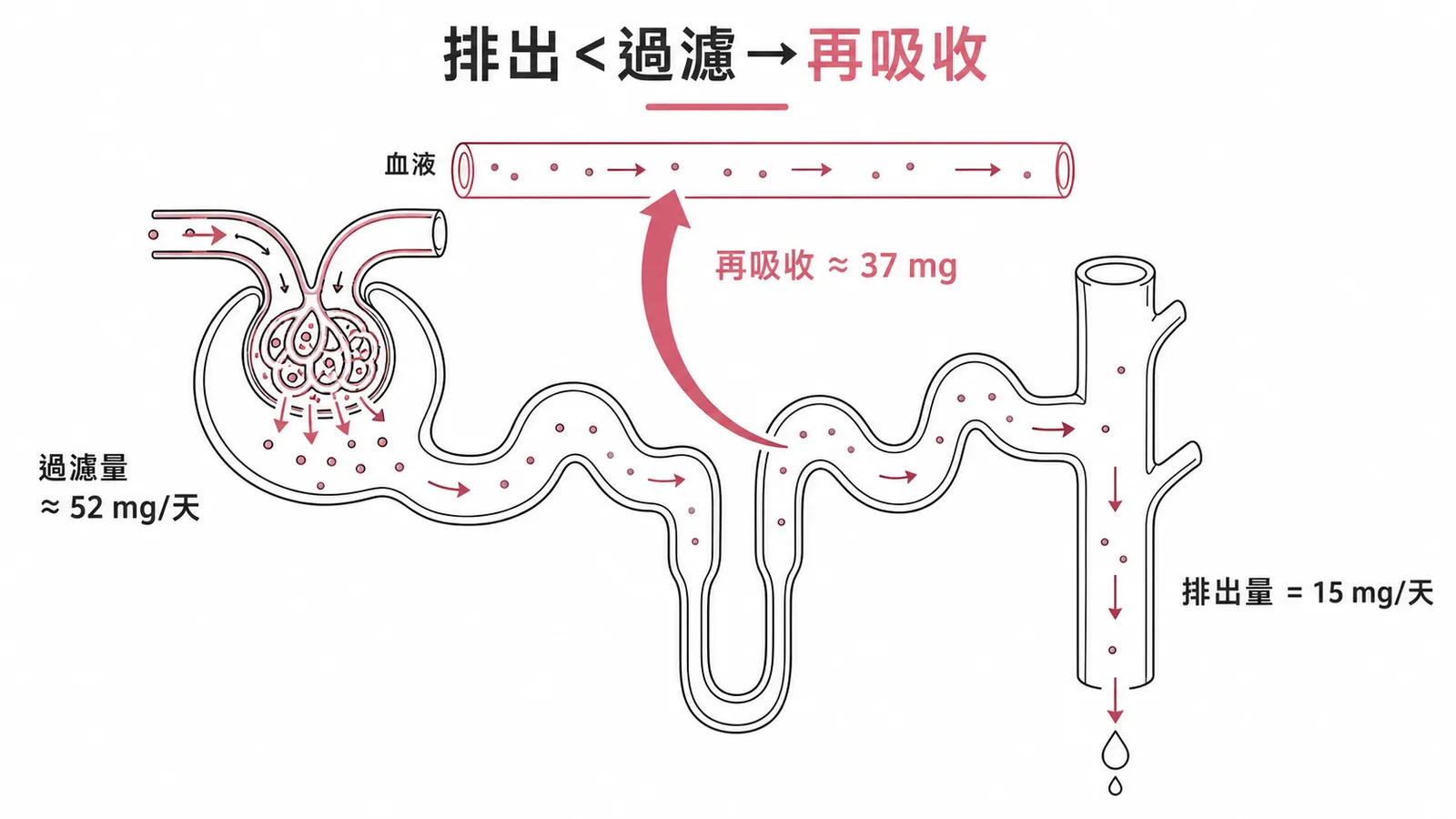 腎元示意圖:過濾量52mg遠大於排出量15mg,表示腎小管進行再吸收