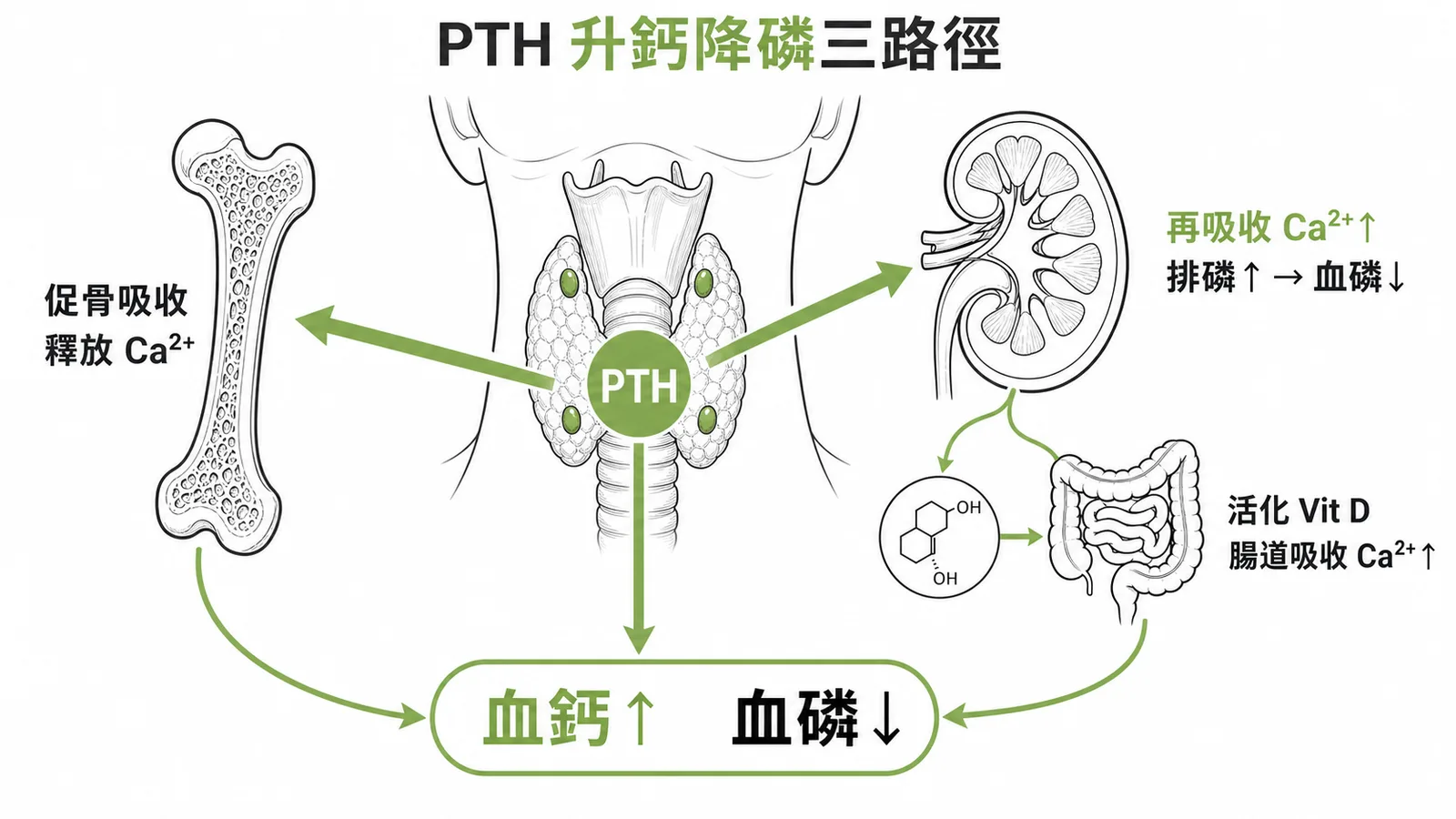 PTH透過骨骼、腎臟、維生素D三條路徑升高血鈣並降低血磷