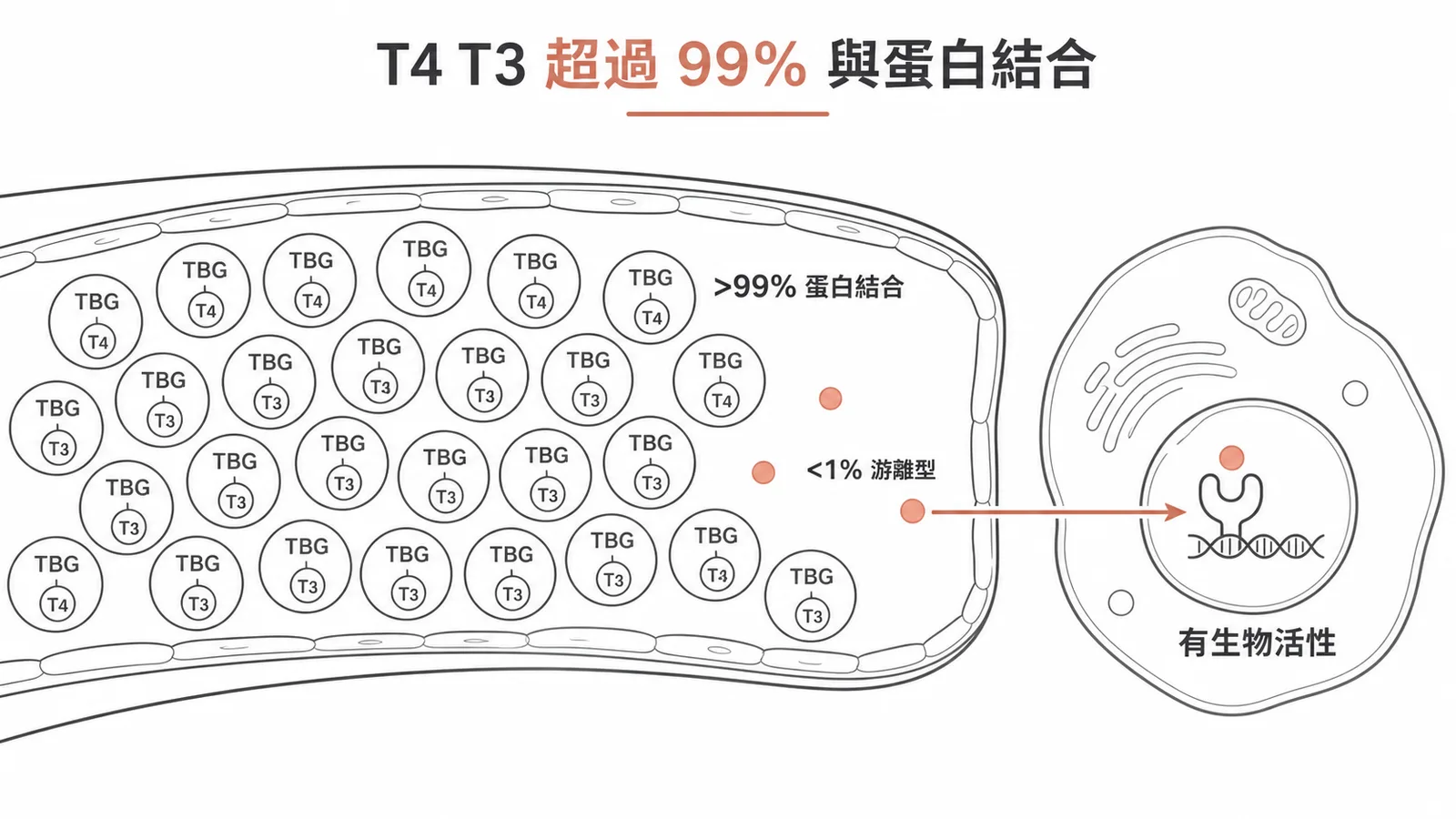 血管內T4和T3超過99%與TBG蛋白結合，僅不到1%游離型具有生物活性