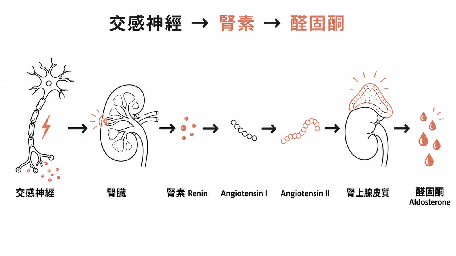 交感神經經由 RAAS 系統間接調節醛固酮分泌的流程