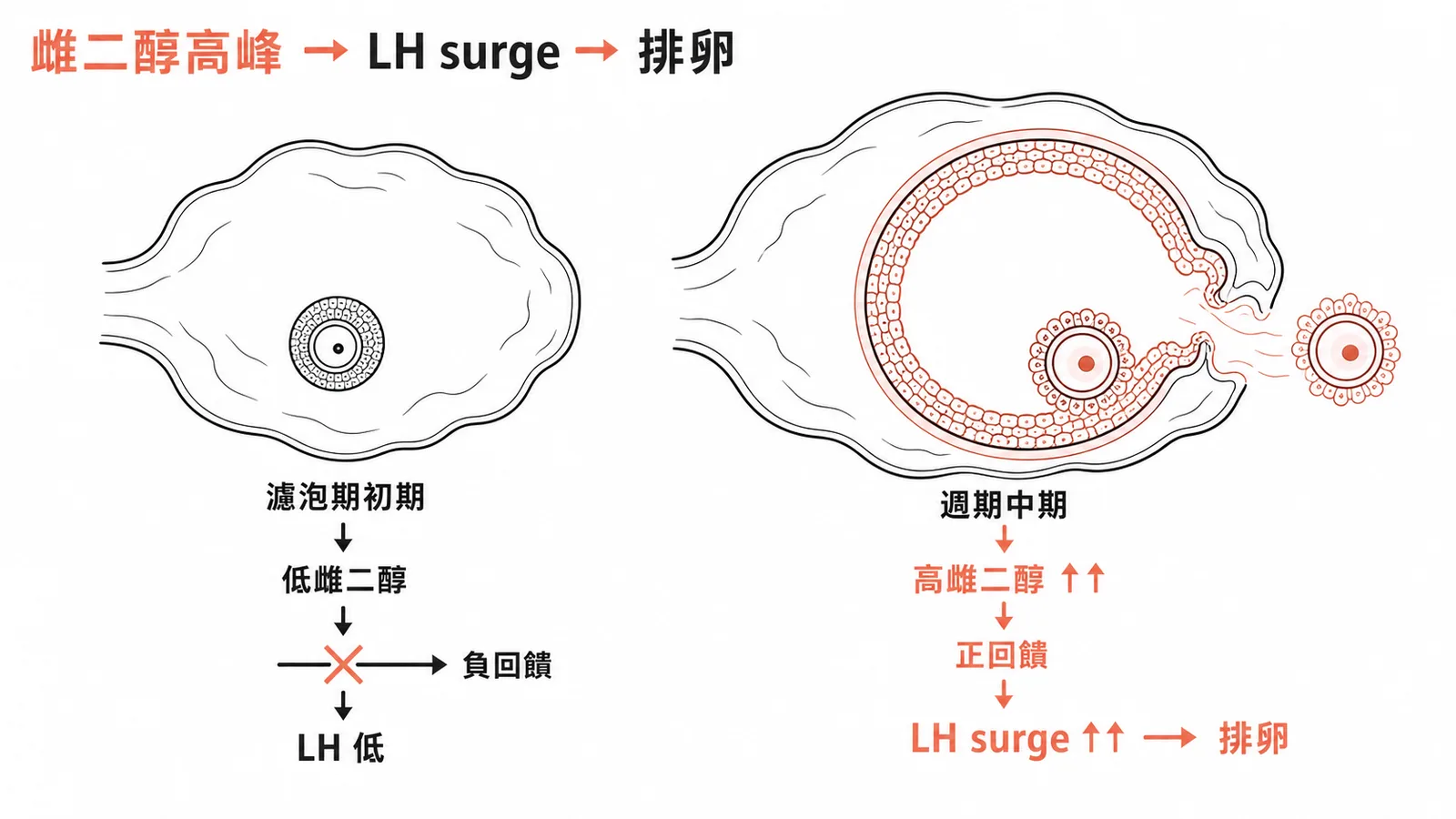 雌二醇高峰經正回饋誘發 LH surge 促使排卵的機轉