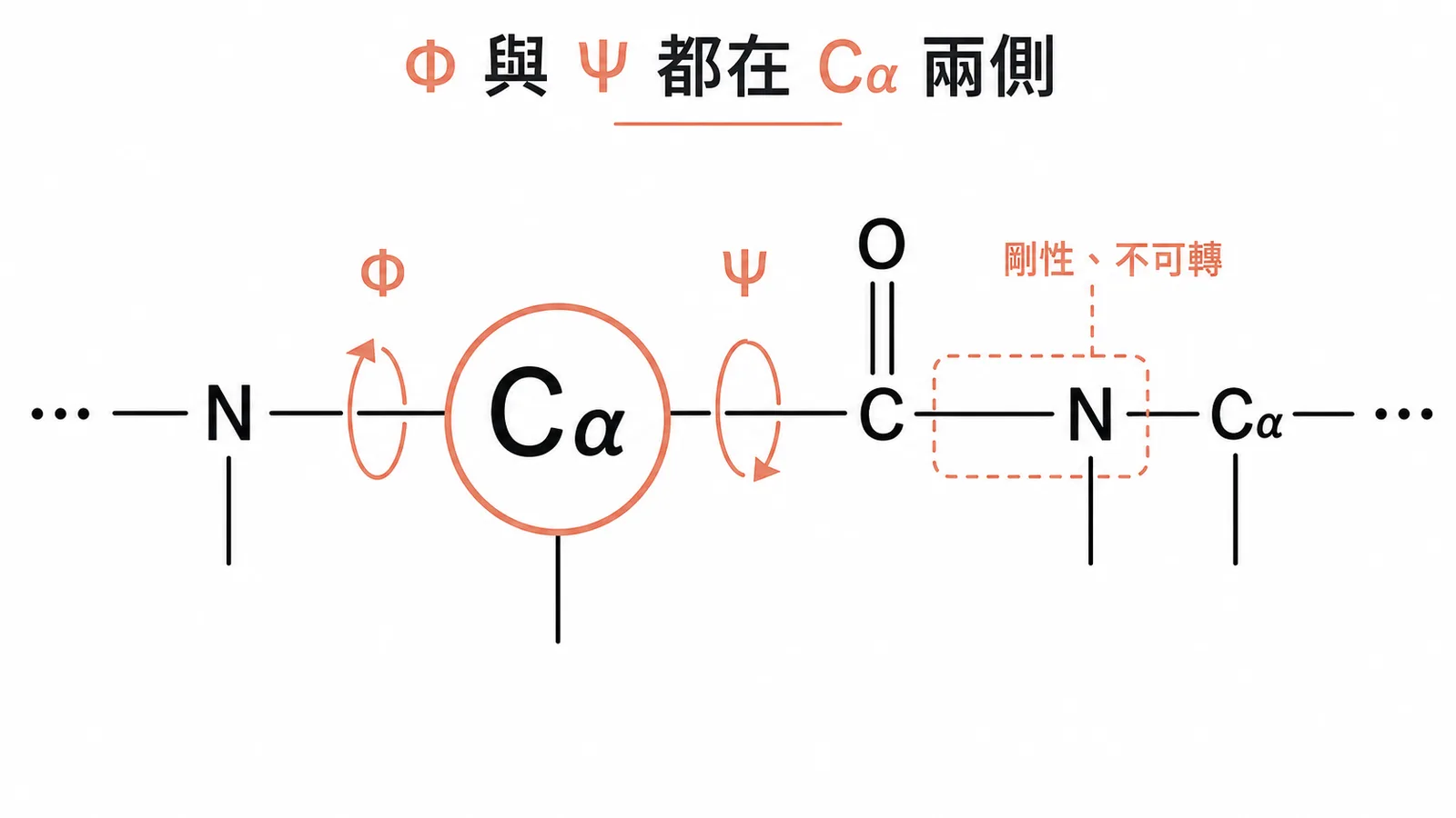 蛋白質主鏈 Phi 與 Psi 二面角都位於 Cα 兩側的結構圖示