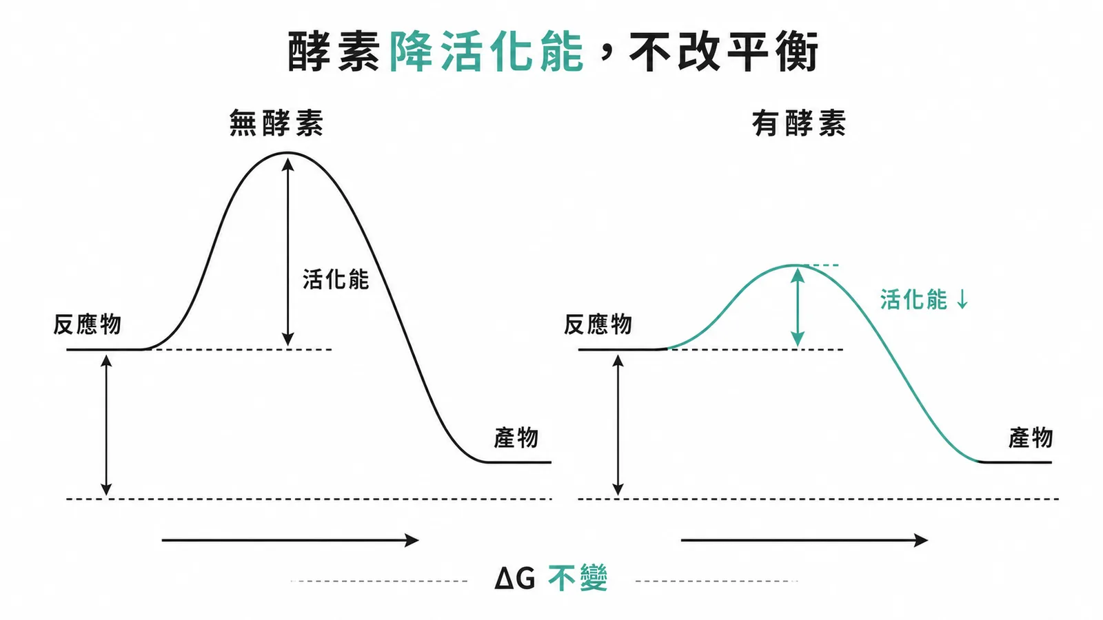 酵素降低活化能但不改變反應平衡點的能量圖