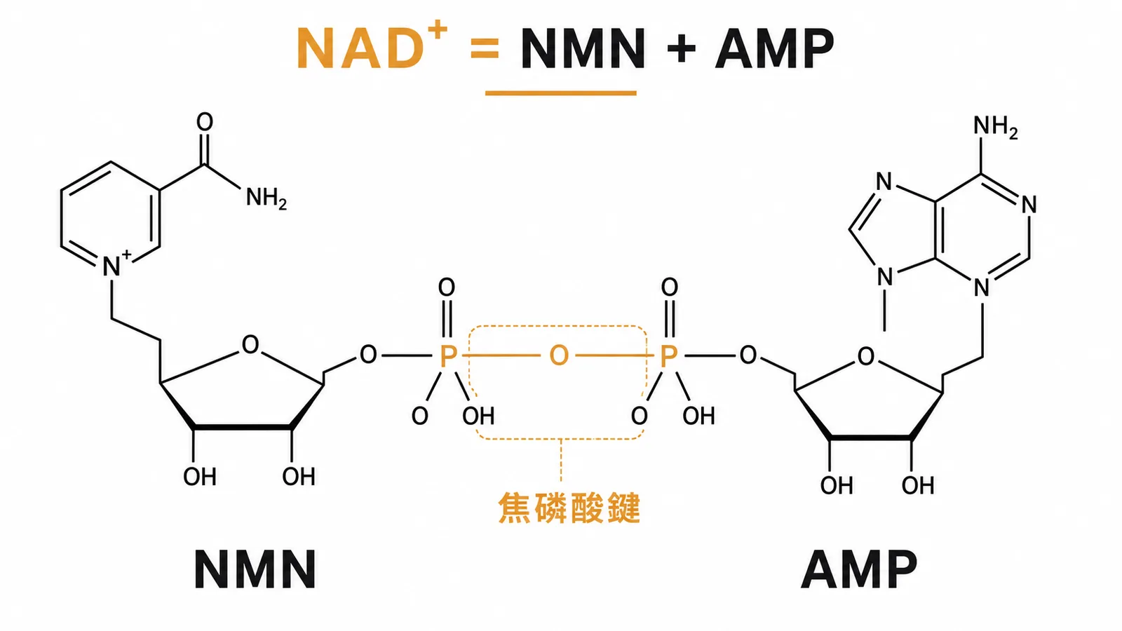 NAD+ 由菸鹼醯胺核苷酸與腺嘌呤核苷酸以焦磷酸鍵相連的結構