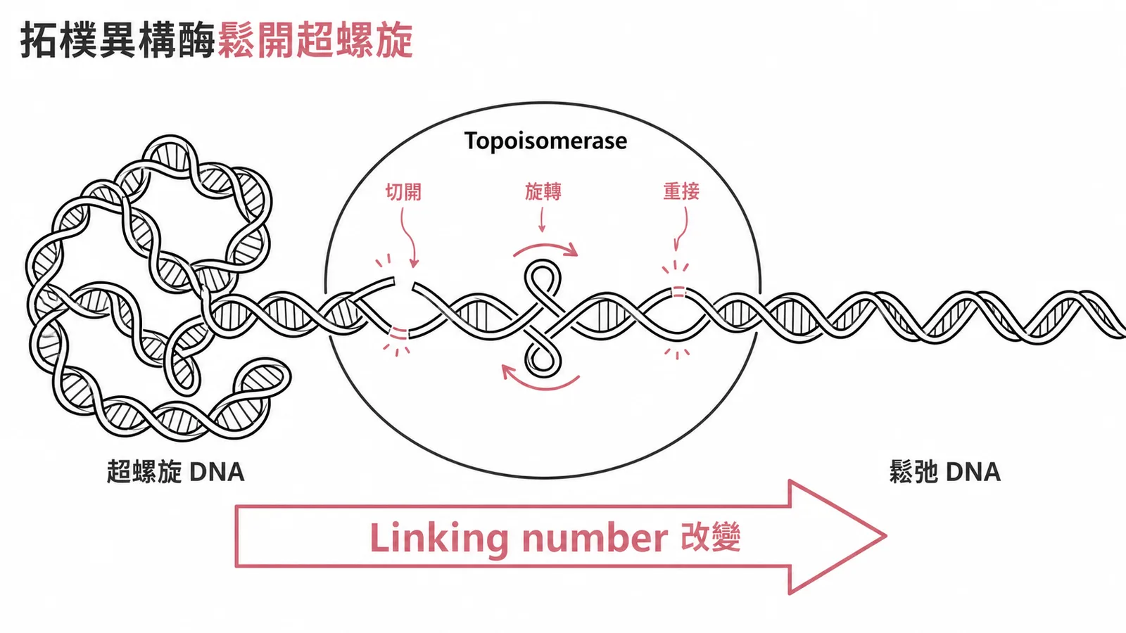 DNA 拓樸異構酶透過切斷與重接鬆開超螺旋改變連接數
