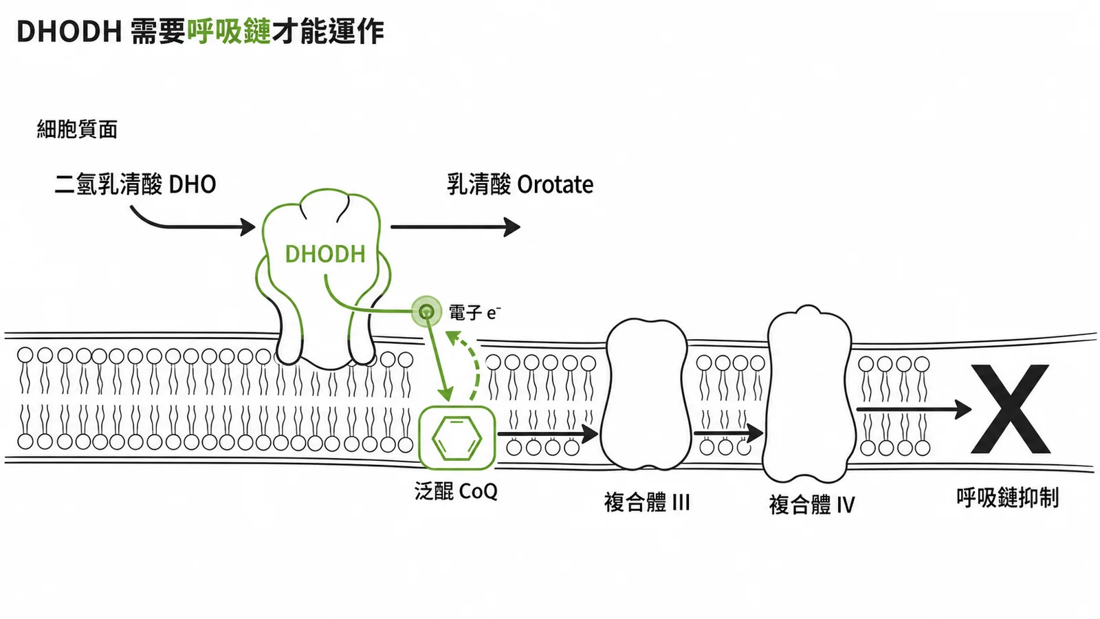 DHODH 嵌於粒線體內膜將電子傳給 CoQ 進入呼吸鏈的示意圖