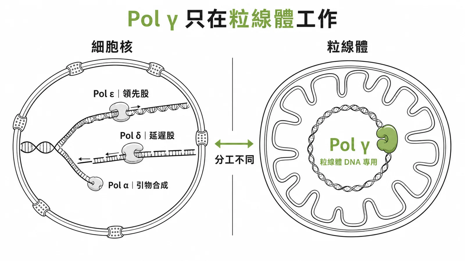 真核 DNA 聚合酶分工：α δ ε 在細胞核，γ 只在粒線體