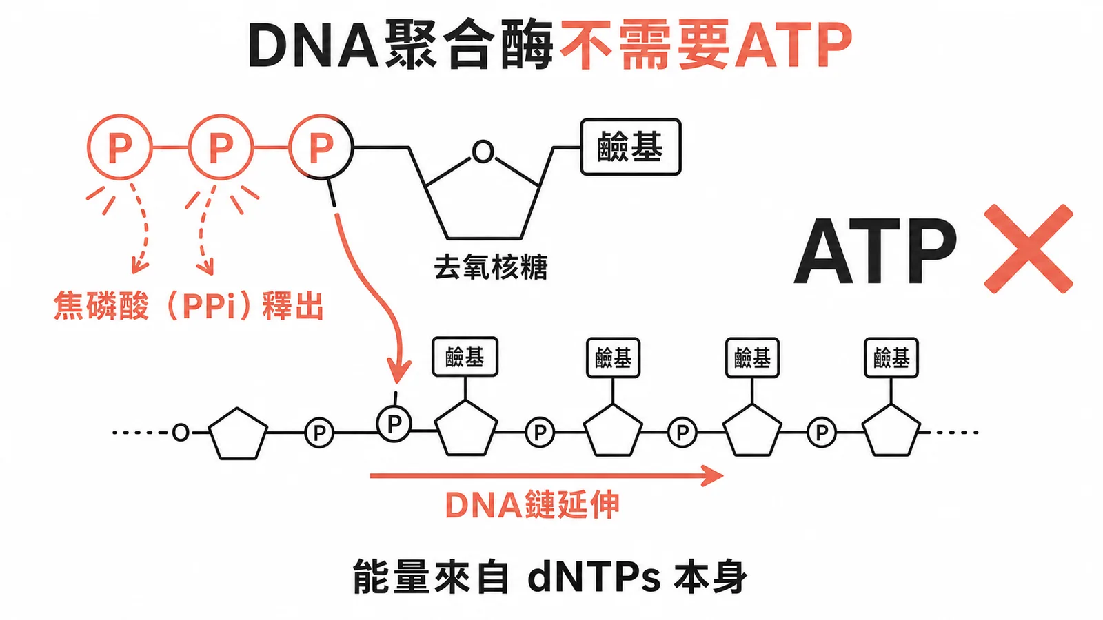 DNA聚合酶能量來自dNTPs而非ATP的示意圖