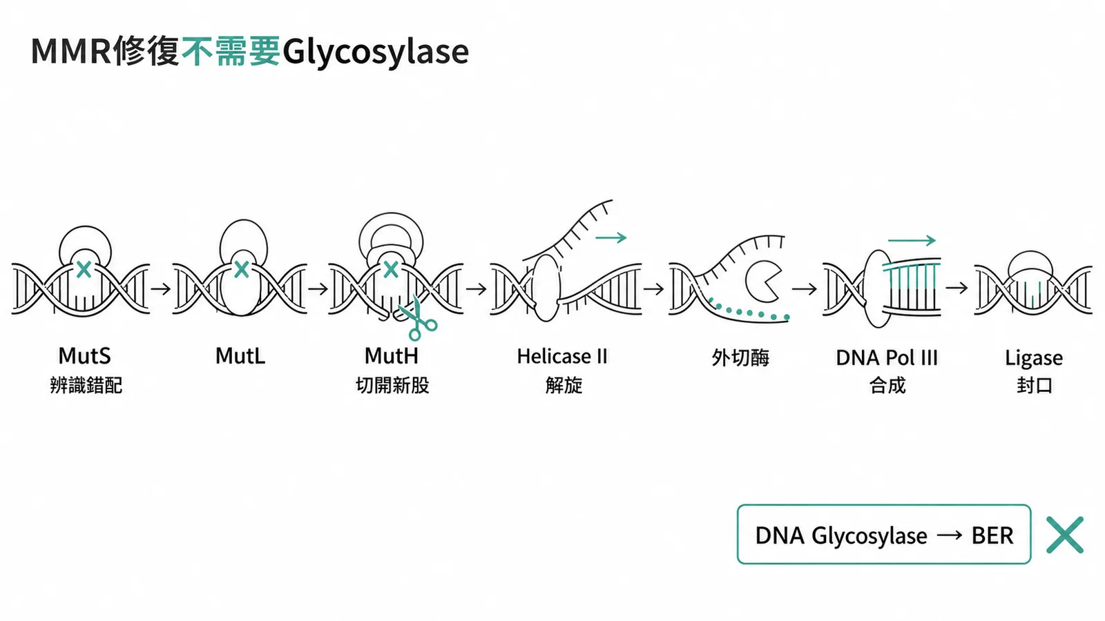 MMR錯配修復流程與DNA Glycosylase不參與的示意圖