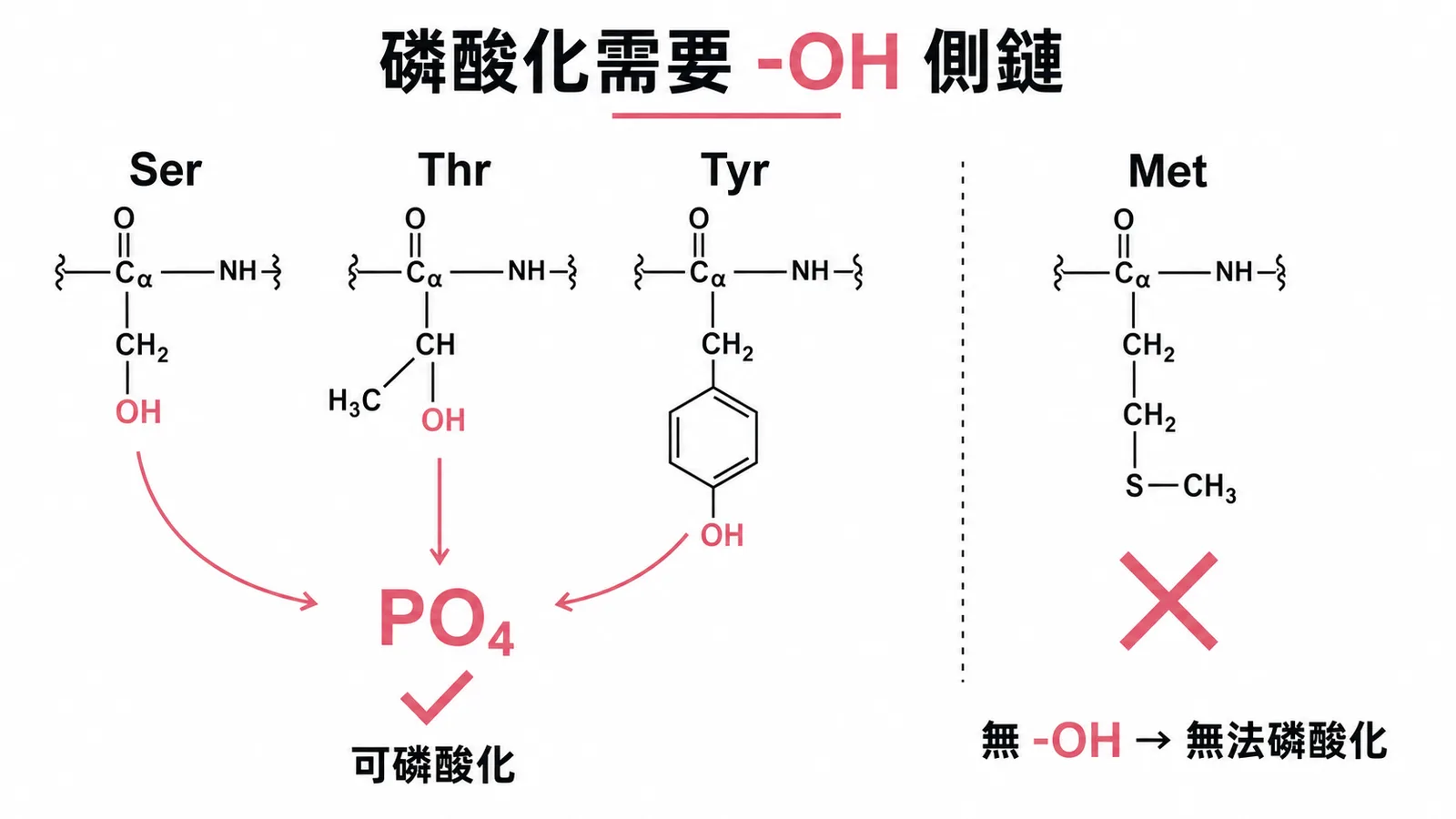磷酸化需要-OH側鏈：Ser、Thr、Tyr可磷酸化，Met無法磷酸化