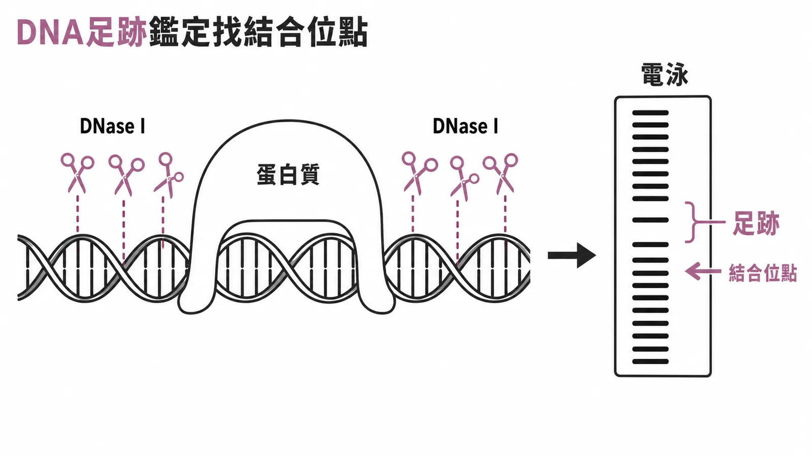 DNA足跡鑑定找蛋白質結合位點的原理示意圖