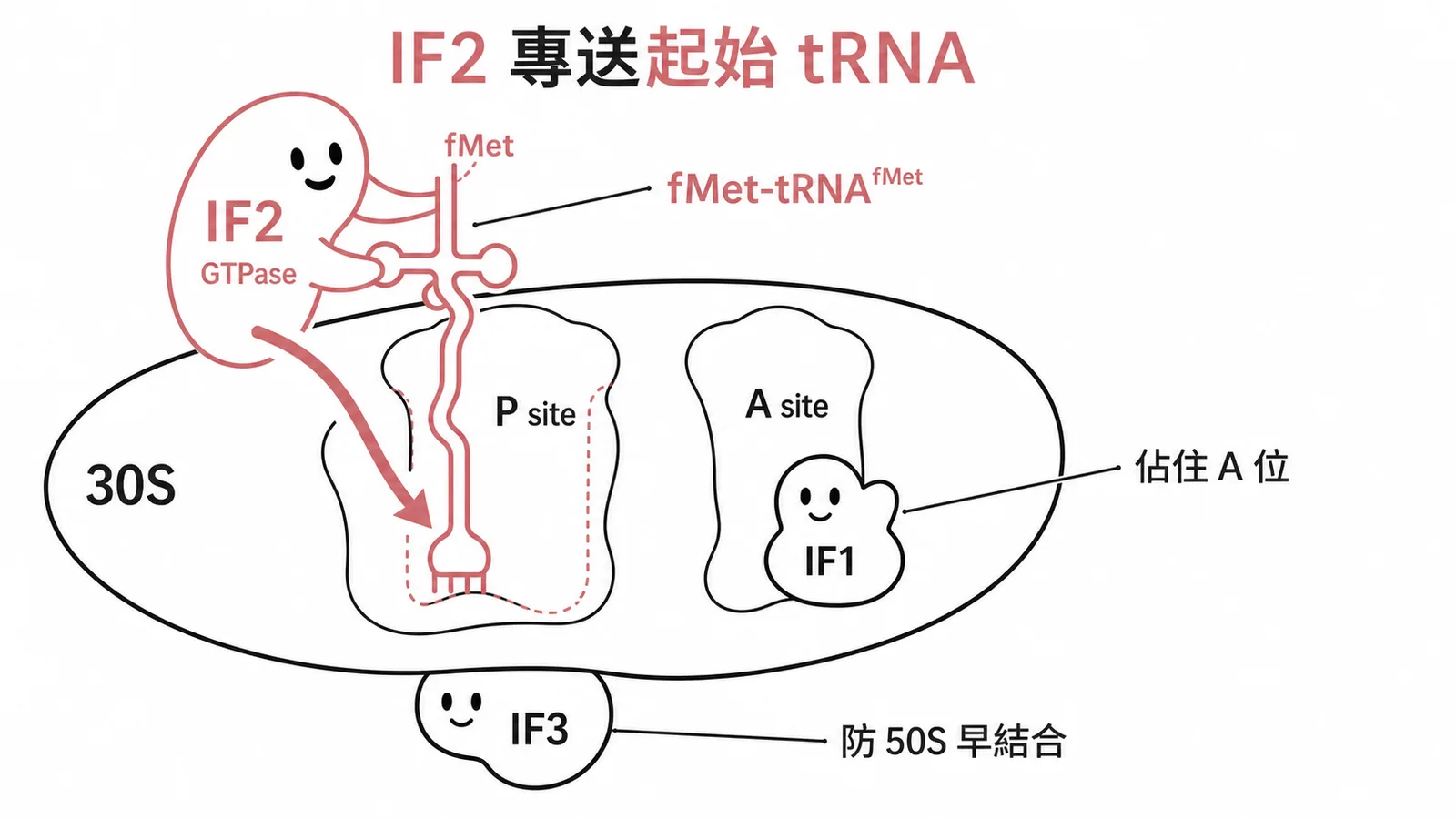 原核轉譯起始因子IF2專送起始tRNA到30S P site的示意圖