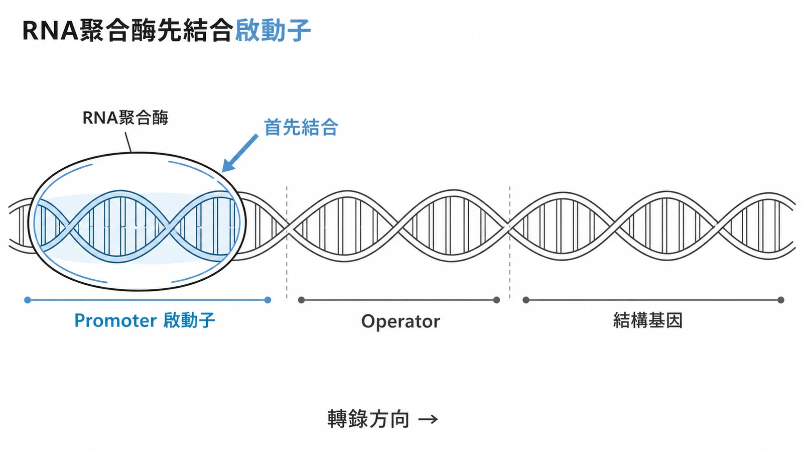 RNA聚合酶首先結合DNA上啟動子位置的示意圖