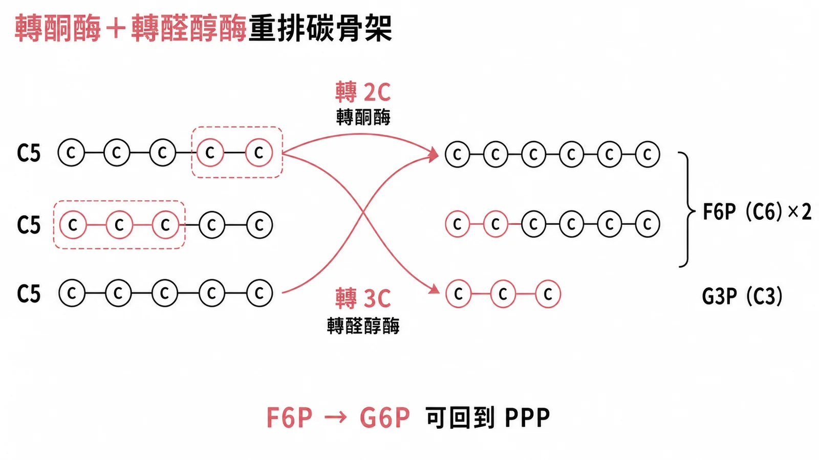 PPP非氧化階段轉酮酶與轉醛醇酶重排碳骨架示意圖