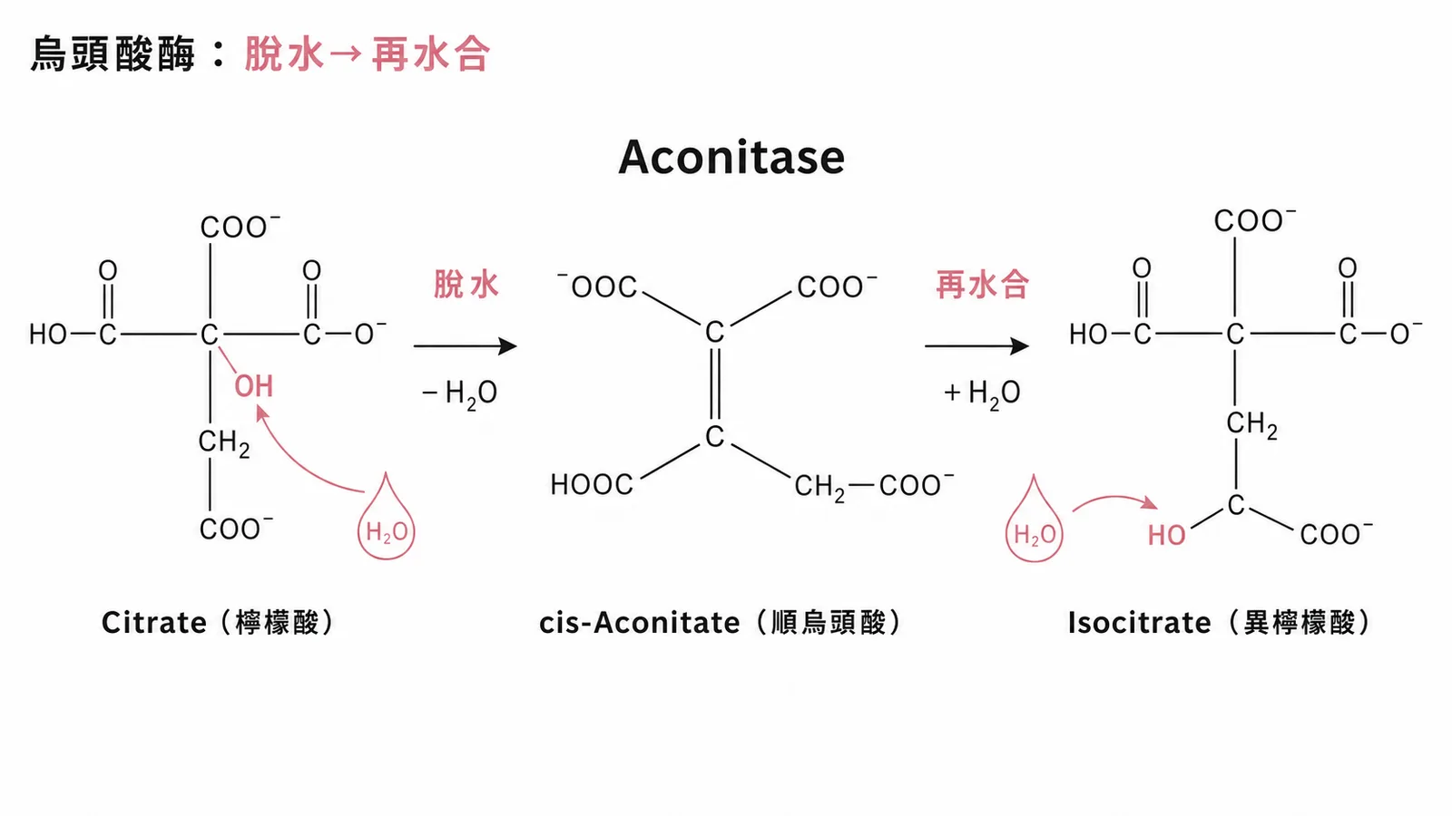 烏頭酸酶脫水再水合將檸檬酸轉換為異檸檬酸的示意圖